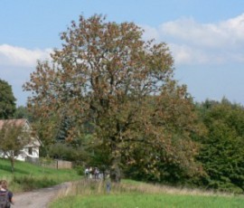 P1010962